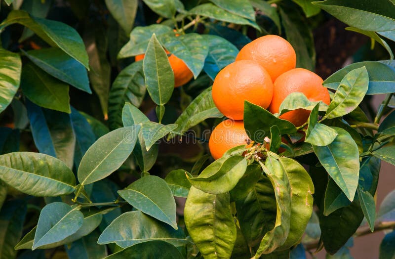 Mandarin boom met rijpe vruchten Mandarijntjeboom Mandarijn stock fotografie Mandarin boom met rijpe vruchten Mandarijntjeboom Mandarijn stock fotografie