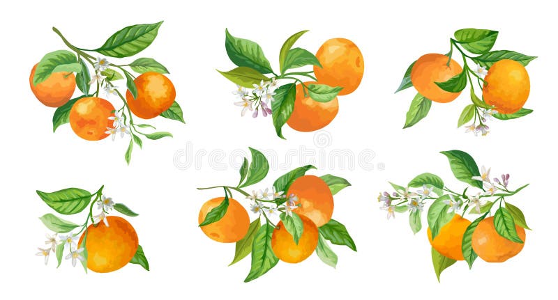 free mandarin orange clipart flower