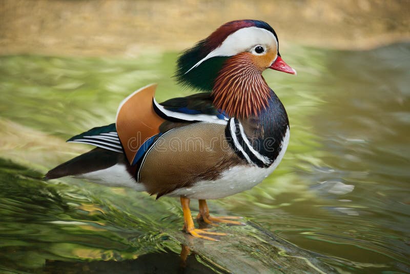 1 756 Fowls Photos Free Royalty Free Stock Photos From Dreamstime