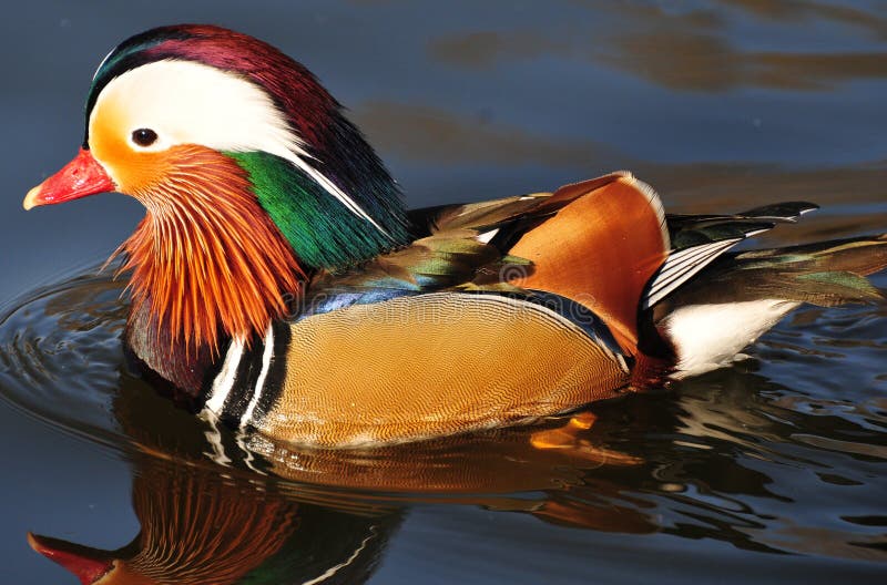 Mandarin duck