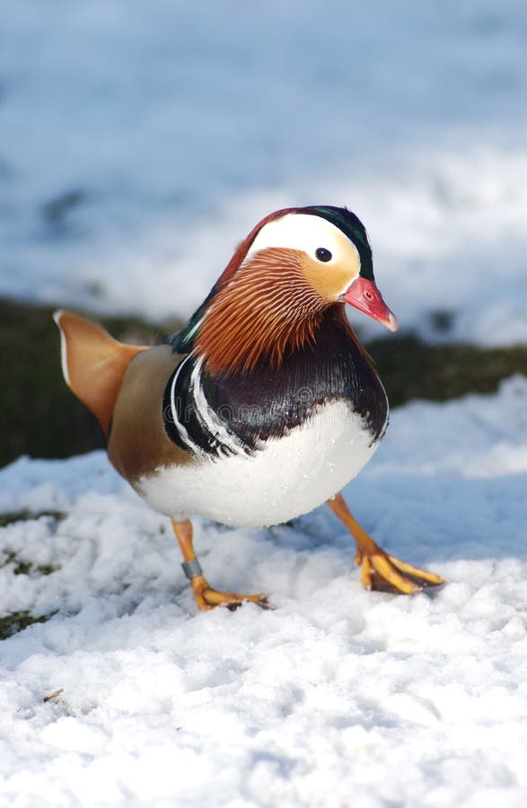 Mandarin Duck