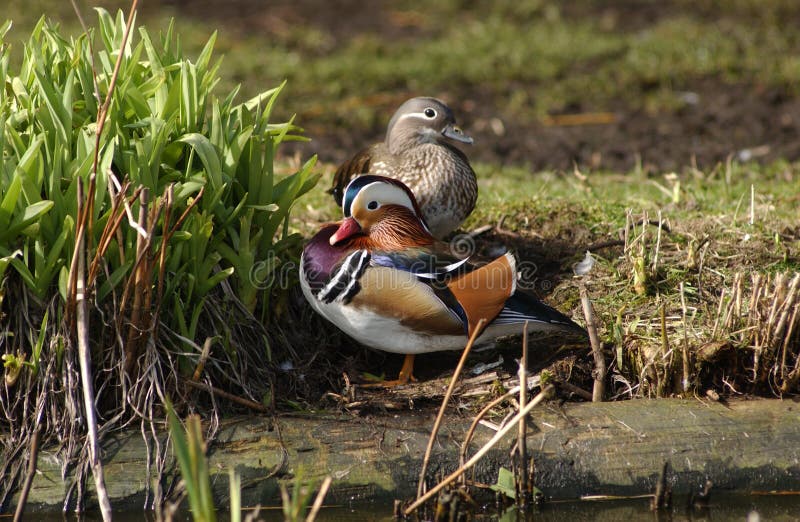 Mandarin Duck