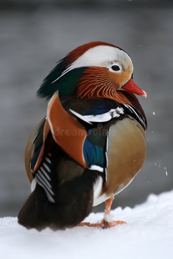 Mandarin Duck (Aix galericulata)