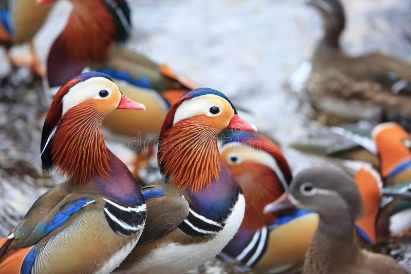 Mandarin duck stock image. Image of asian, colorful 107530571