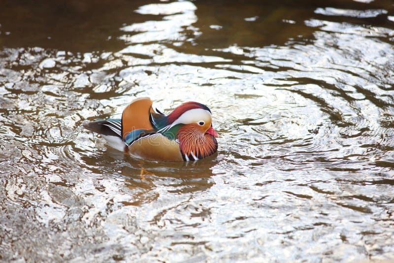 Mandarin duck stock image. Image of japan, asia, galericulata 65111491
