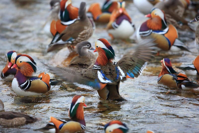 Mandarin duck stock image. Image of duck, bird, japan 107529803