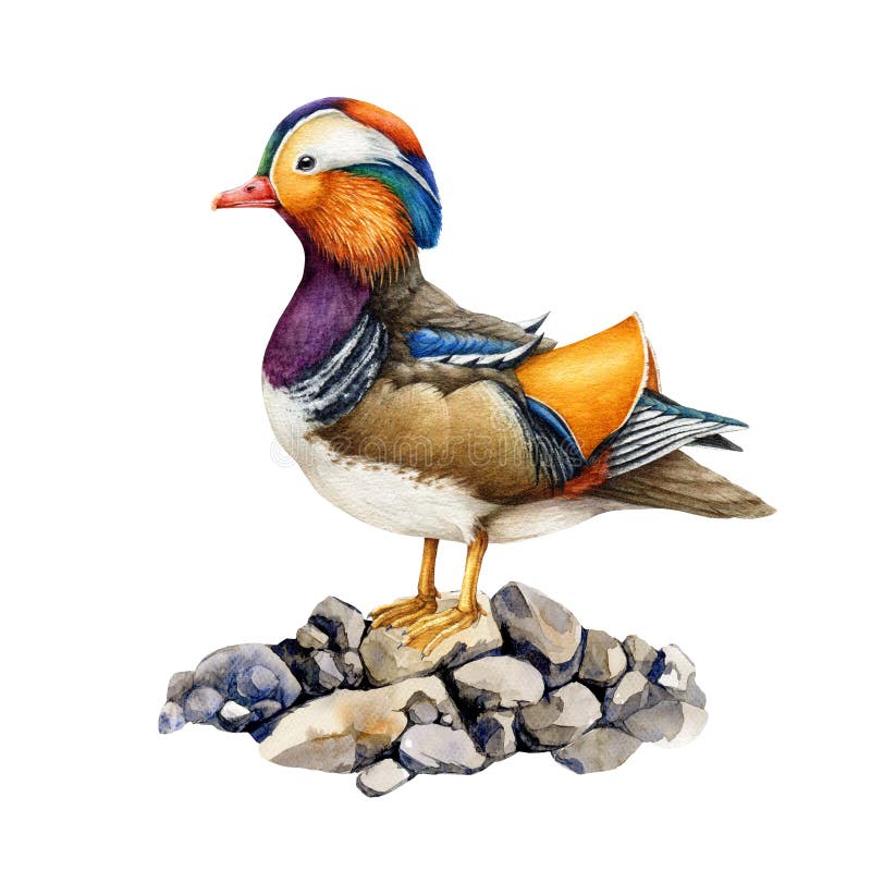 Mandarin duck bird standing on the ground. Watercolor realistic illustration. Beautiful wildlife waterfowl avian. Bird