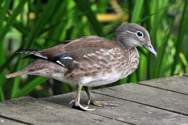 Mandarin Duck Female stock photo. Image of bird, asia 28718860