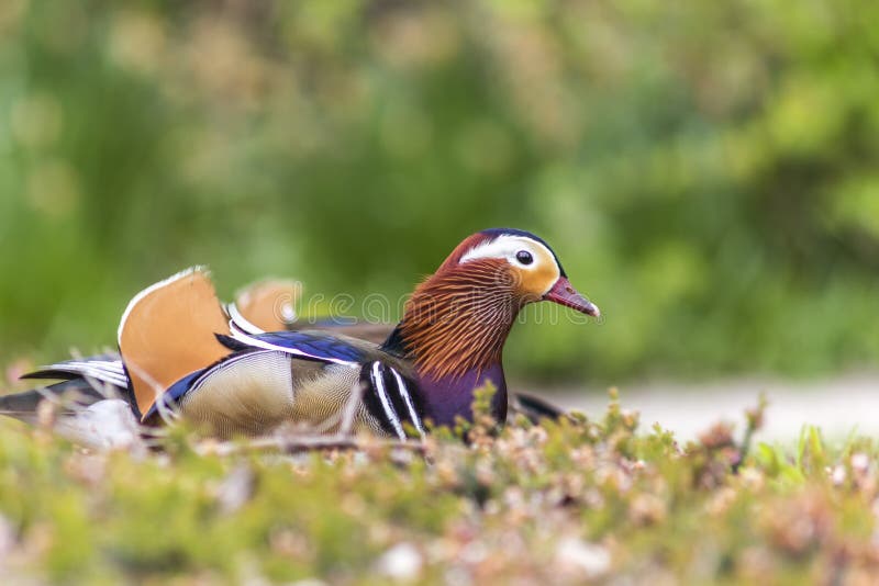 Mandarin duck royalty free stock image Mandarin duck royalty free stock image