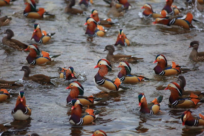 Mandarin duck stock image. Image of galericulata, beautiful 107529969