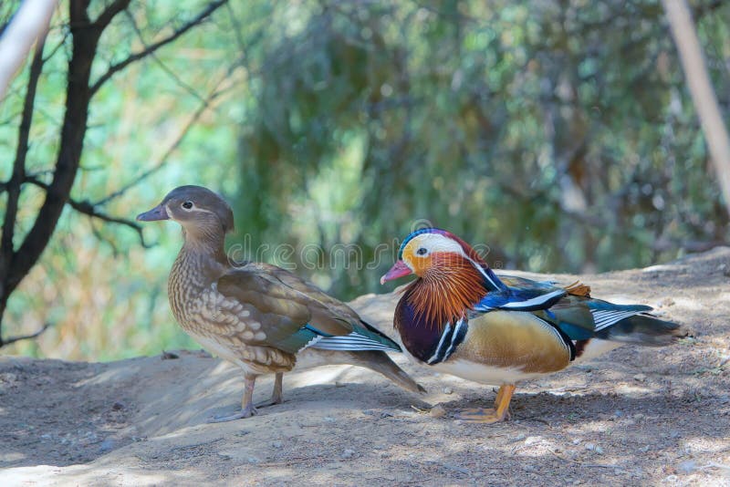 Mandarin duck stock image. Image of galericulata, wildlife 149362961