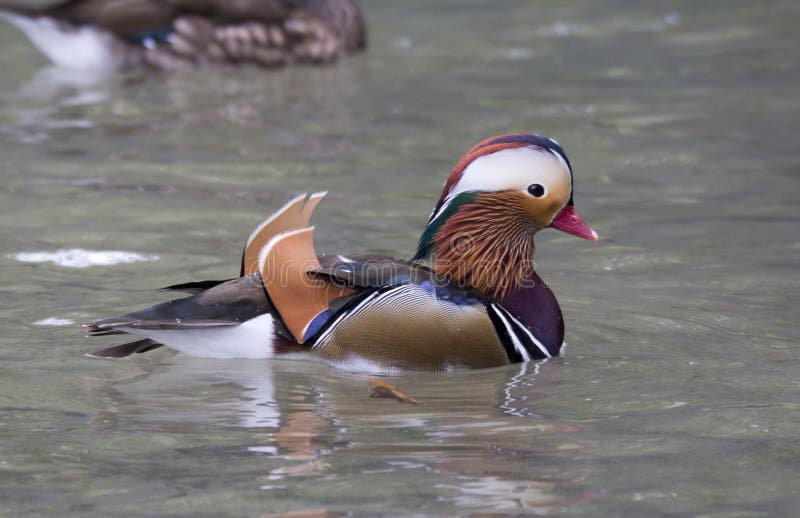 Mandarin duck stock image. Image of bird, mandarin, colors 88626659