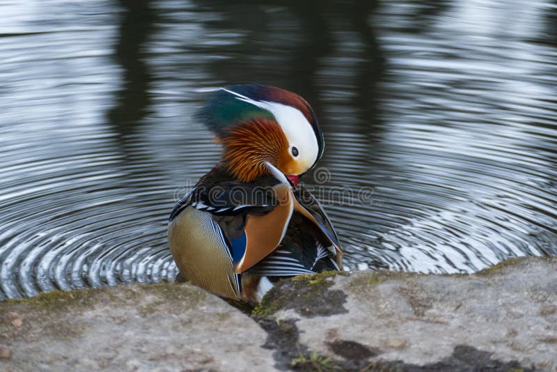 Colorato mandarino anatra sul costa da un pulizia da solo.