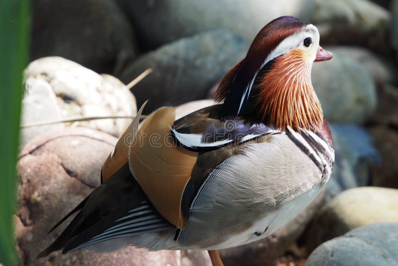 Mandarin duck on the stones looking to the horizon, lake castell del remei, lerida. stock photos Mandarin duck on the stones looking to the horizon, lake castell del remei, lerida. stock photos