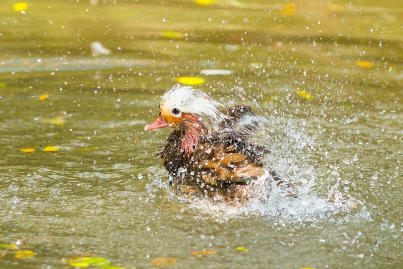 The Mandarin Duck Take a Shower Stock Photo Image of beak, animal