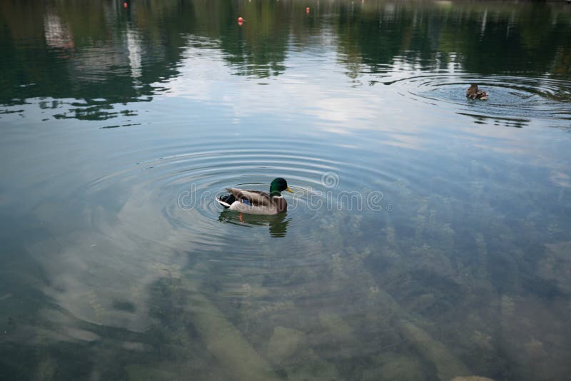 A mandarin duck in water