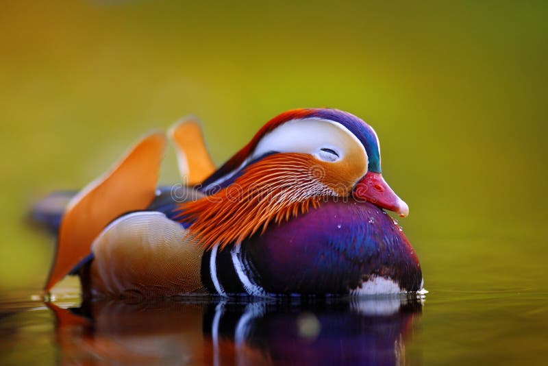Mandarin duck floating and calm on the water