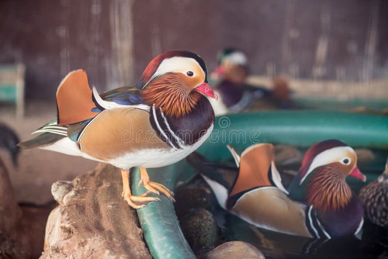 Mandarin duck in the zoo