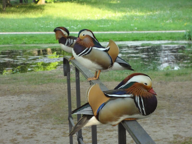 Mandarin Ducks in German Park Stock Photo Image of railings, animals 107692440