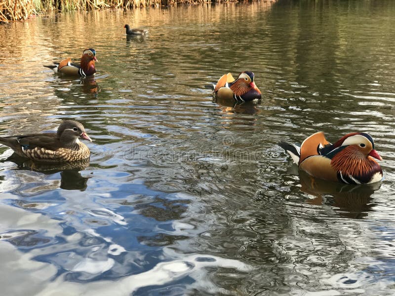 Mandarin ducks in the pond stock photo. Image of swimming 150666696