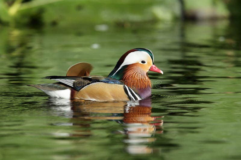 Mandarin eend. stock foto's Mandarin eend. stock foto's