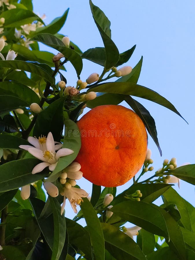 Mandarin with Fruit and Flowers on a Branch among the Green Leaves