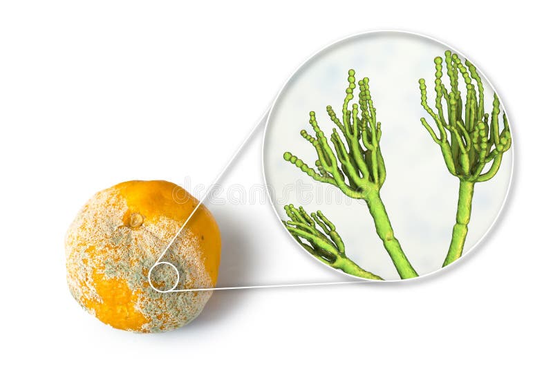 A mandarin with mold, fungi Penicillium which cause food spoilage royalty free stock photography A mandarin with mold, fungi Penicillium which cause food spoilage royalty free stock photography