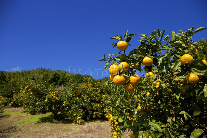 Mandarin Orange Field Profit In Japan Stock Photo Image of background