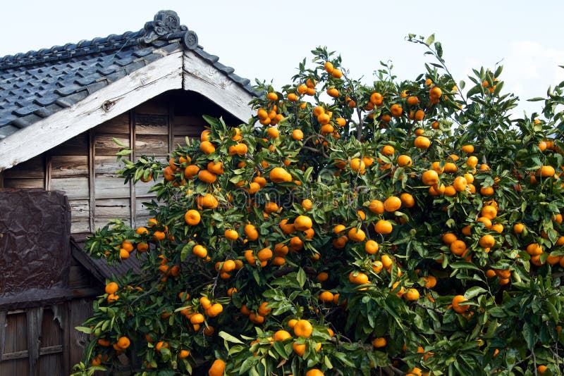 Mandarin Orange Orchard in Japan. Stock Image Image of fresh, orchard