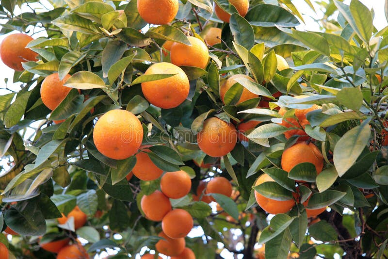 Mandarin orange tree