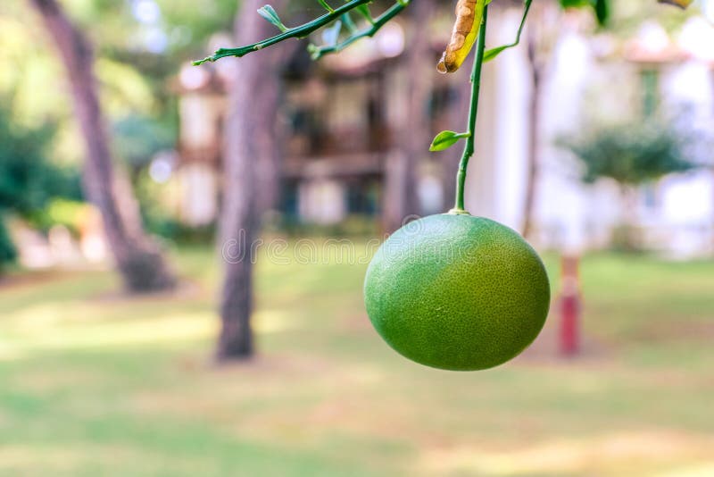 Mandarin orange tree. Branch with unripe mandarin or tangerine. Branches with the fruits of the tangerine trees. Green orange in royalty free stock photography Mandarin orange tree. Branch with unripe mandarin or tangerine. Branches with the fruits of the tangerine trees. Green orange in royalty free stock photography