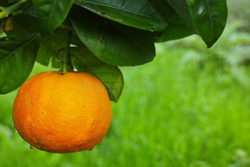 Mandarin Orange Tree with Ripe Mandarin Fruit Stock Image Image of