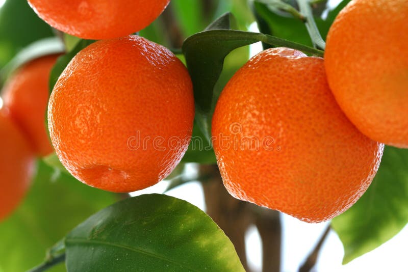 Mandarin Oranges stock images