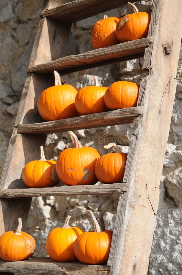 Mandarin Pumpkins On A Ladder
