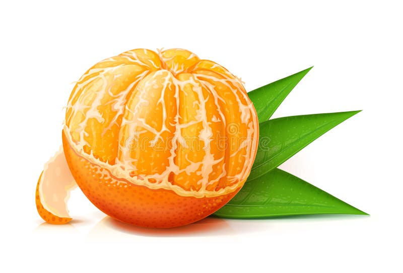 Fruit Mandarin Stock Illustrations – 16,693 Fruit Mandarin Stock
