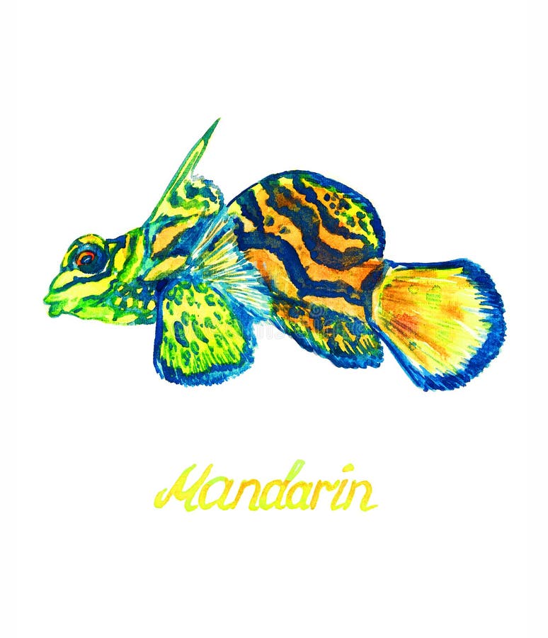 Mandarin Vissen stock afbeeldingen Mandarin Vissen stock afbeeldingen