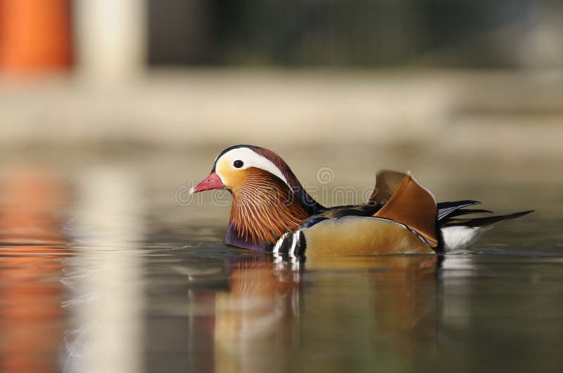 Mandarina Duck stock photo. Image of racconigi, duck 10232520