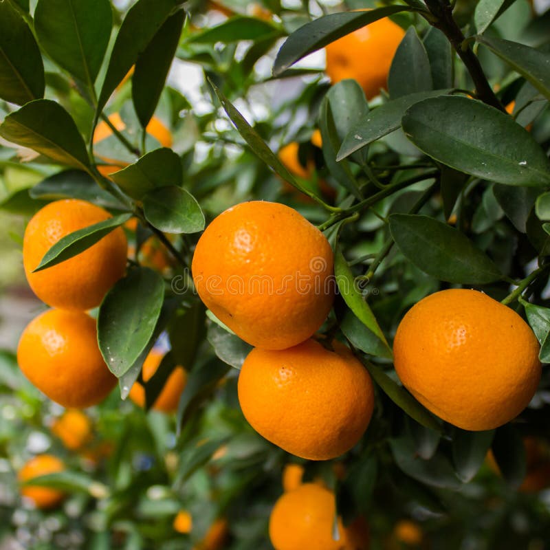 Mandarin oranges on tree in square. Mandarin oranges on tree in square