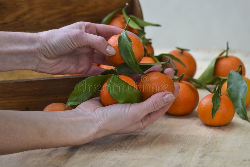 Mandarinas frescas fruta o mandarinas con las hojas en el fondo de madera Manos femeninas que detienen los mandarines maduros, ci imágenes de archivo libres de regalías Mandarinas frescas fruta o mandarinas con las hojas en el fondo de madera Manos femeninas que detienen los mandarines maduros, ci imágenes de archivo libres de regalías