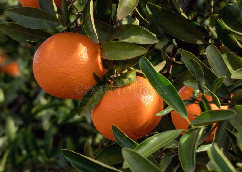 Mandarinas frescas no ramo da árvore no jardim espanhol fotografia de stock Mandarinas frescas no ramo da árvore no jardim espanhol fotografia de stock