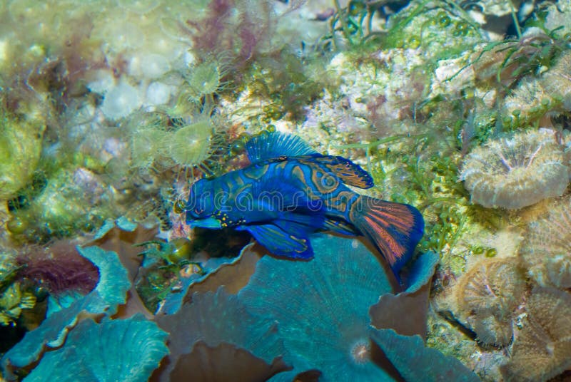 mandarine de poissons photos stock mandarine de poissons photos stock