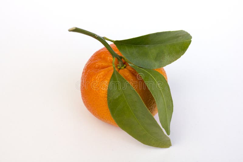 Mandarine ou mandarine photos libres de droits Mandarine ou mandarine photos libres de droits