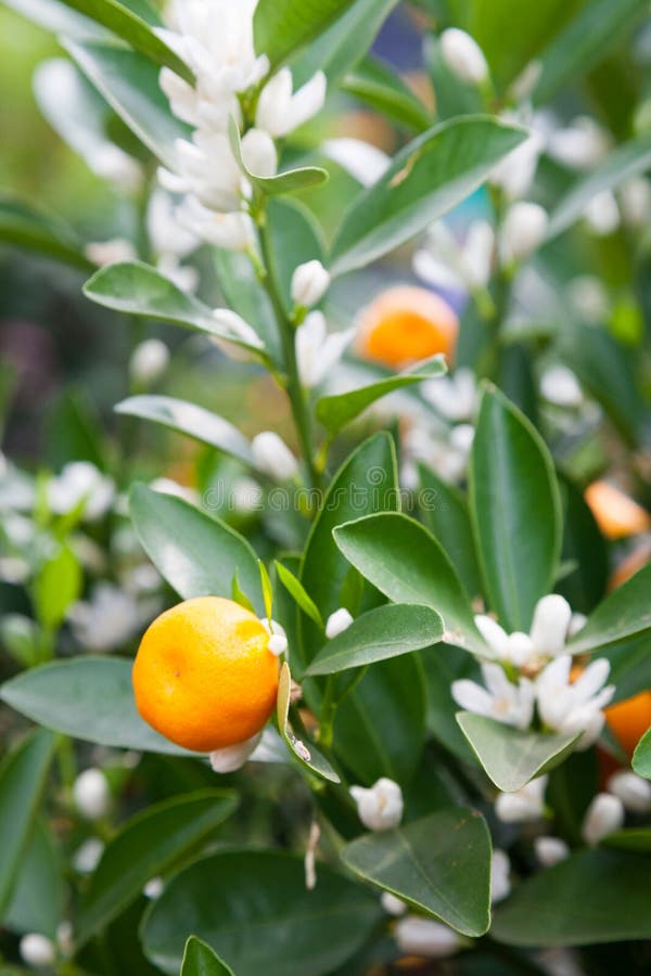 Mandarinen-Baum Mit Früchten Und Blüten Stockbild - Bild von orange ...