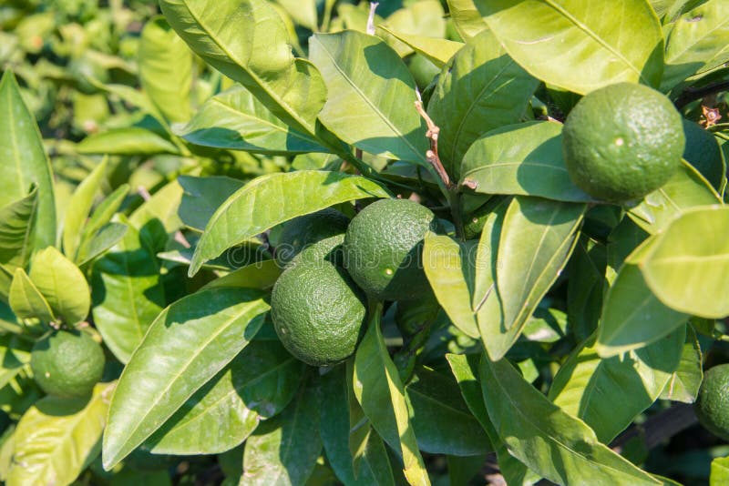 Mandarines vertes sur un arbre images libres de droits Mandarines vertes sur un arbre images libres de droits