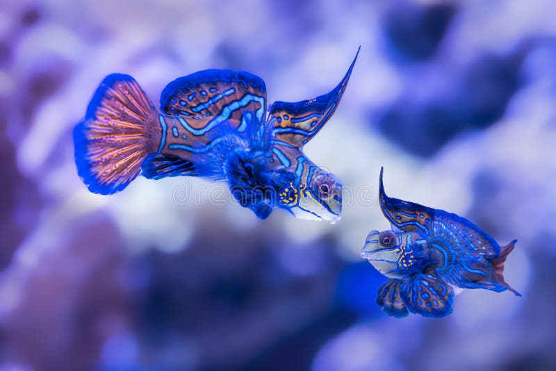 Mandarin fish have a layer of slime instead of scales that protects it from disease and predators. Mandarin fish have a layer of slime instead of scales that protects it from disease and predators