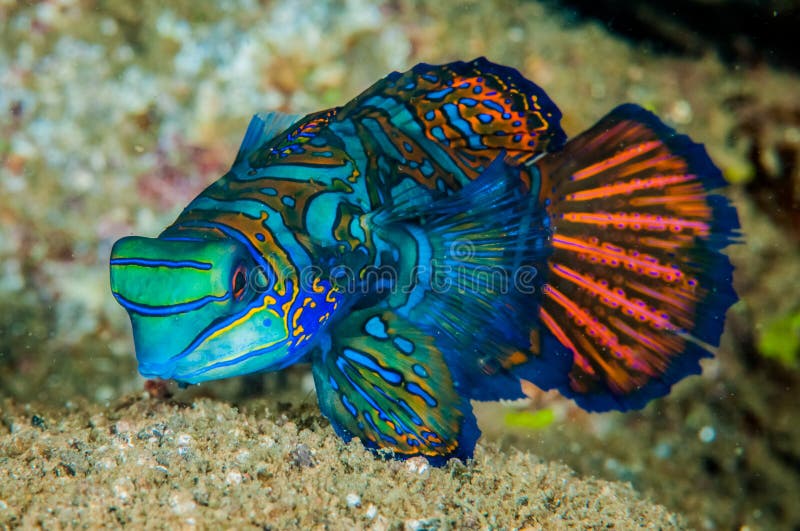 Synchiropus splendidus has vivid colouration, also known as striped mandarinfish, striped dragonet. Synchiropus splendidus has vivid colouration, also known as striped mandarinfish, striped dragonet.