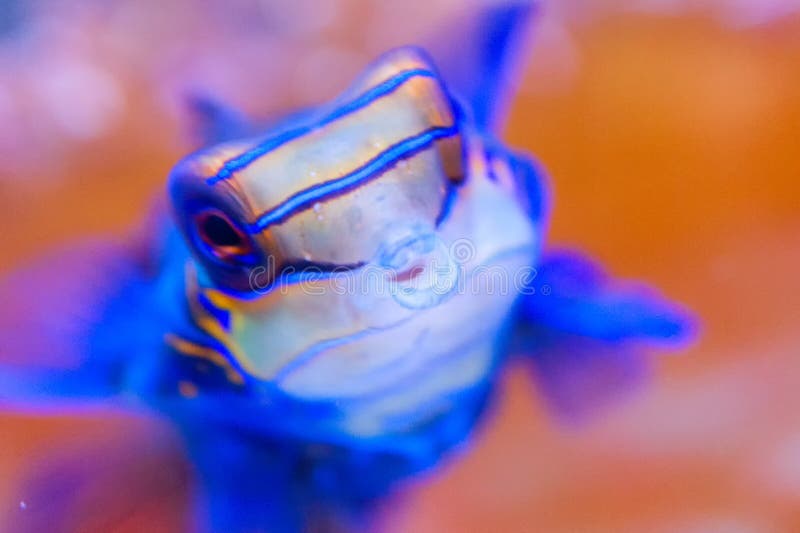 Mandarinfisk i korall på Filippinerna mycket colourfull, närbild royaltyfria foton Mandarinfisk i korall på Filippinerna mycket colourfull, närbild royaltyfria foton