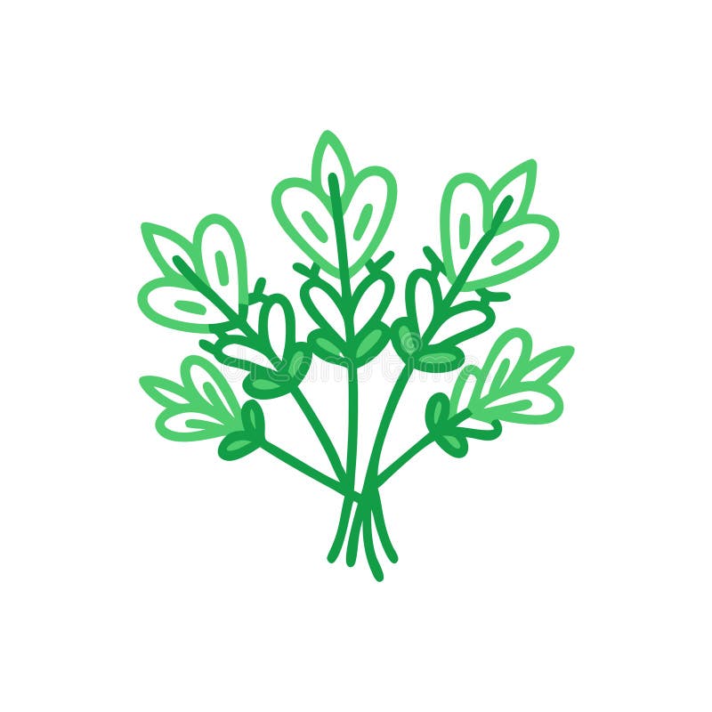 Mandarino di erbe aromatiche fresche illustrazione di stock