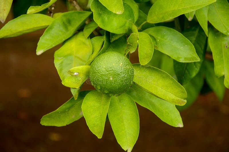 Mandarino verde non maturo, mandarino sulla pianta immagini stock libere da diritti Mandarino verde non maturo, mandarino sulla pianta immagini stock libere da diritti