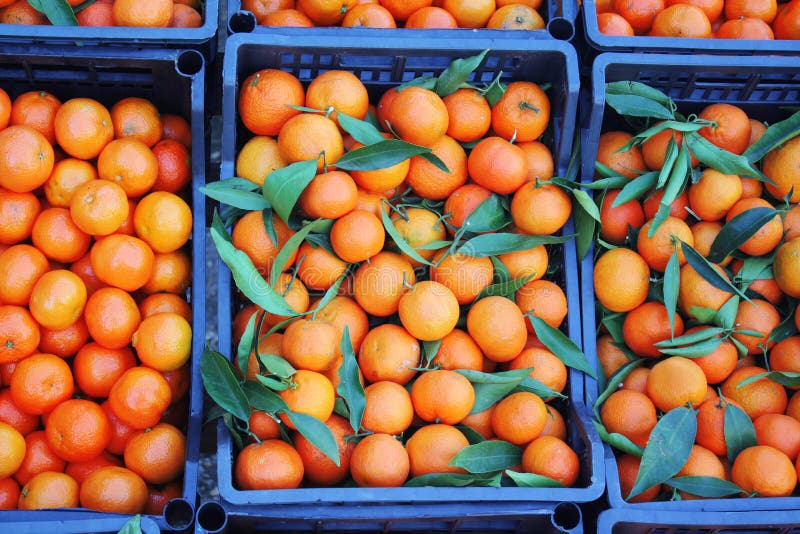 Mandarins in boxes stock image. Image of vitamins, boxes 22268755